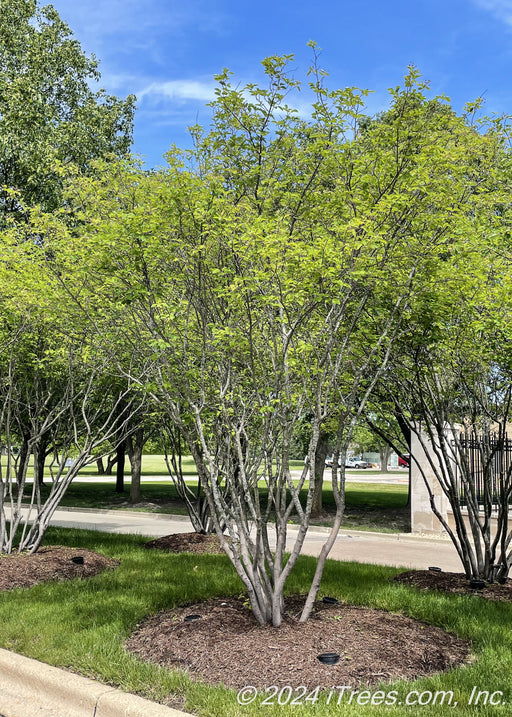 A group of Autumn Brilliance Serviceberry trees are planted at the entrance of an HOA.
