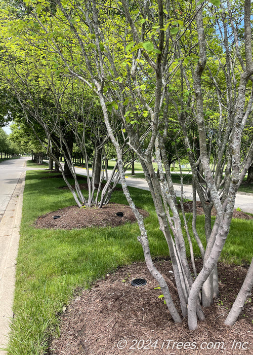 Closeup of a grouping of serviceberry in the multi-stem clump form planted at the entrance of an HOA.