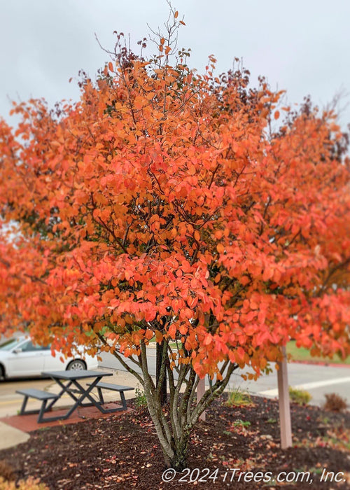 Multi-stem serviceberry tree planted in a business area near a picnic table and business entrance showing bright red-orange fall color.