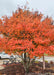 Multi-stem serviceberry tree planted in a business area near a picnic table and business entrance showing bright red-orange fall color.