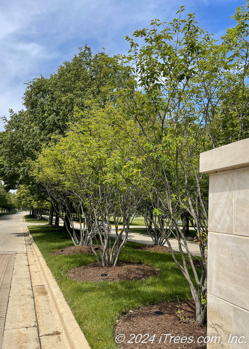 A group of multi-stem clump form serviceberry with green leaves are planted in the entrance of an HOA. 