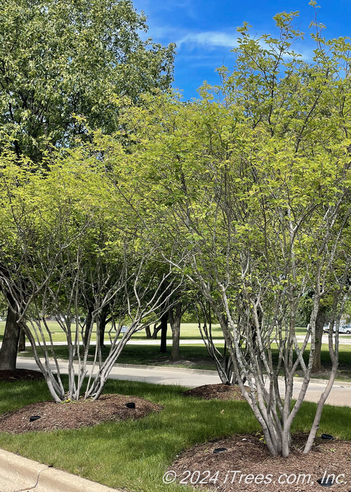 A grouping of multi-stem clump form serviceberry trees with green leaves sit at the entrance of a subdivision and are planted in a center island.