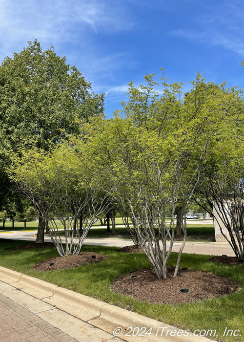 A center island with a group of multi-stem clump form serviceberry trees with green leaves.