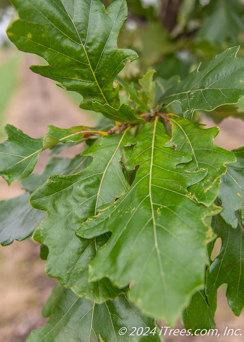 Closeup of bright green leaves with yellow veins.