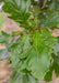 Closeup of bright green leaves with yellow veins.