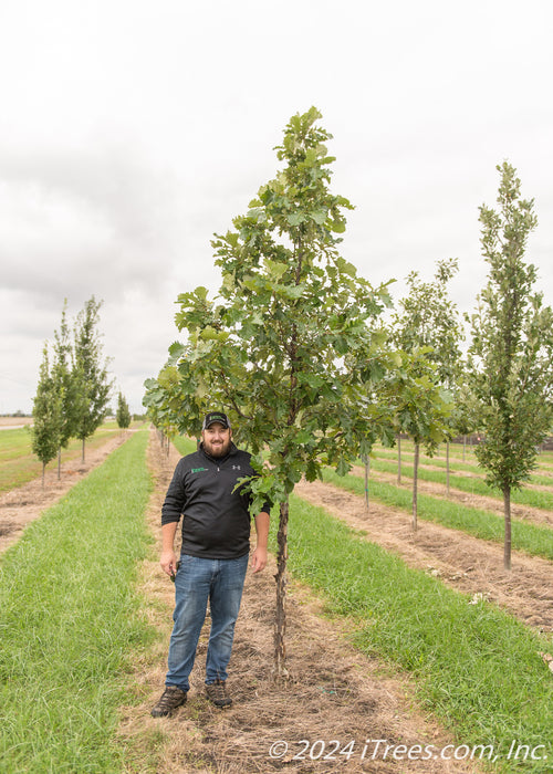 American Dream Oak grows in the nursery with green leaves, a person stands nearby to show the height comparison. 