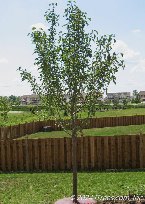 Aristocrat Ornamental Pear planted in a backyard landscape bed.