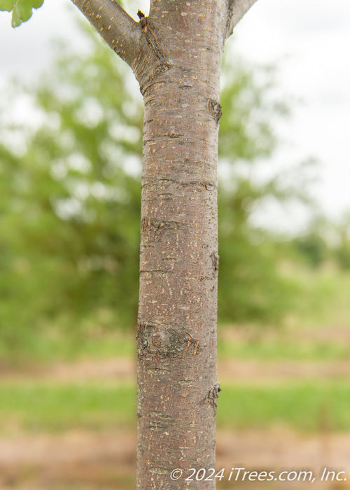 Aristocrat Ornamental Pear trunk closeup.