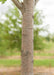 Aristocrat Ornamental Pear trunk closeup.