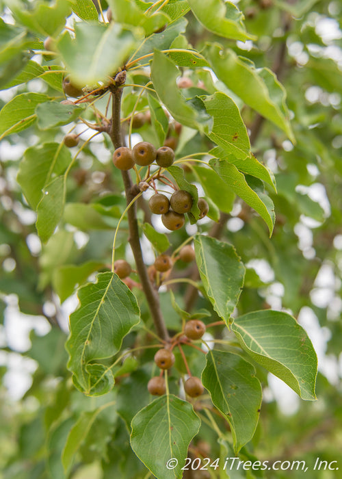 Closeup of green leaves and small ornamental fruit.