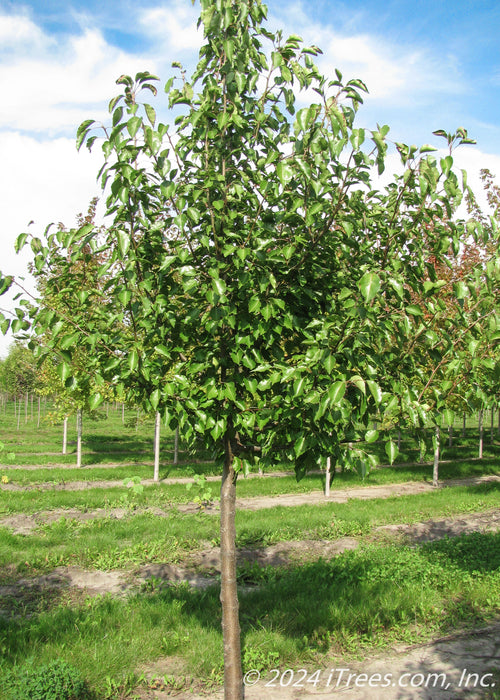 Aristocrat Ornamental Pear grows in the nursery with shiny green leaves.