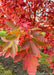 Closeup of transitioning fall color showing green, yellow, to deep red colors.