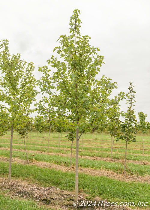 Autumn Fantasy Maple grows in the nursery with green leaves surrounded by rows of other trees and strips of green grass between rows.