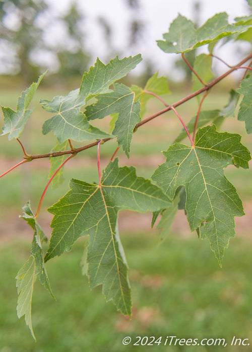 Closeup of a small branch of dark green deeply cut leaves with red stems and yellow veins.