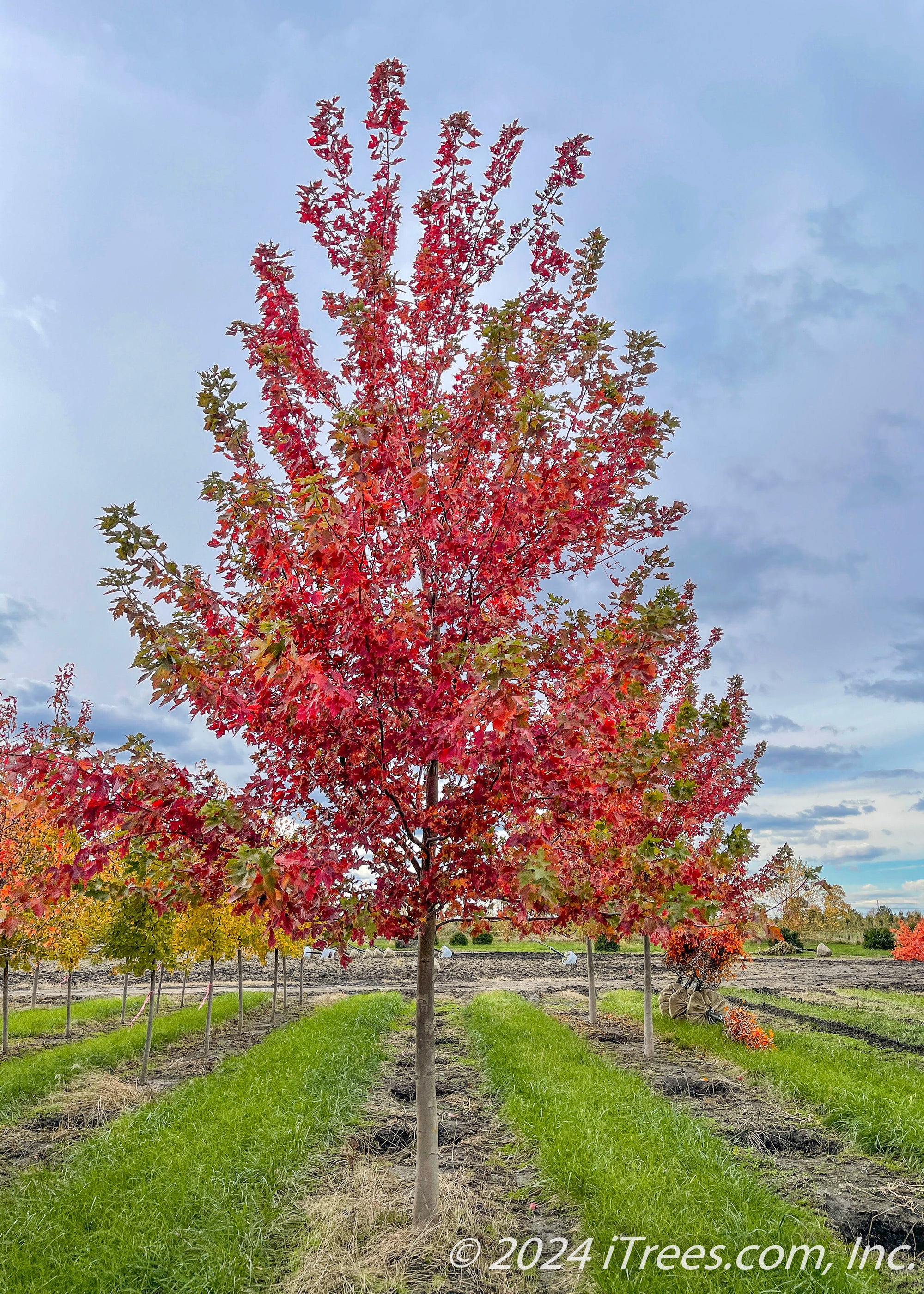 Autumn Fantasy® Maple