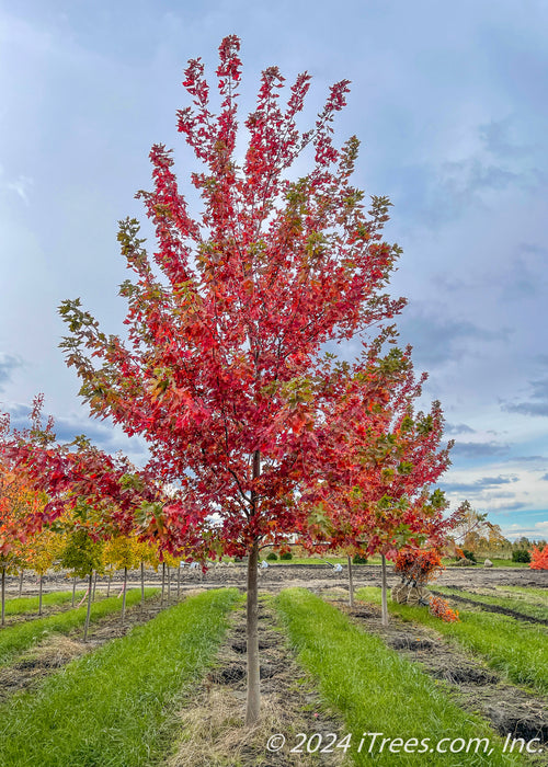 Autumn  Fantasy Maple grows in a nursery row and shows transitioning fall color from dark green to a deep red.
