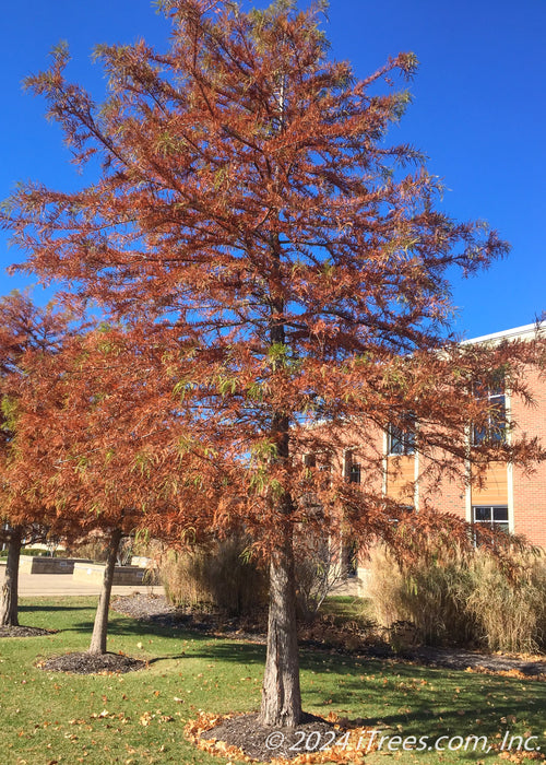 Bald Cypress in fall with rusty orange needles planted in a front landscape of a downtown building.