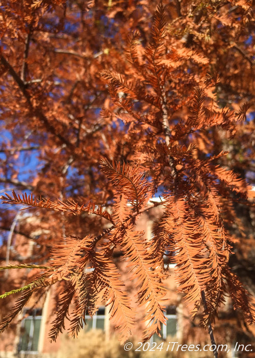 Closeup of rusty red fall color.