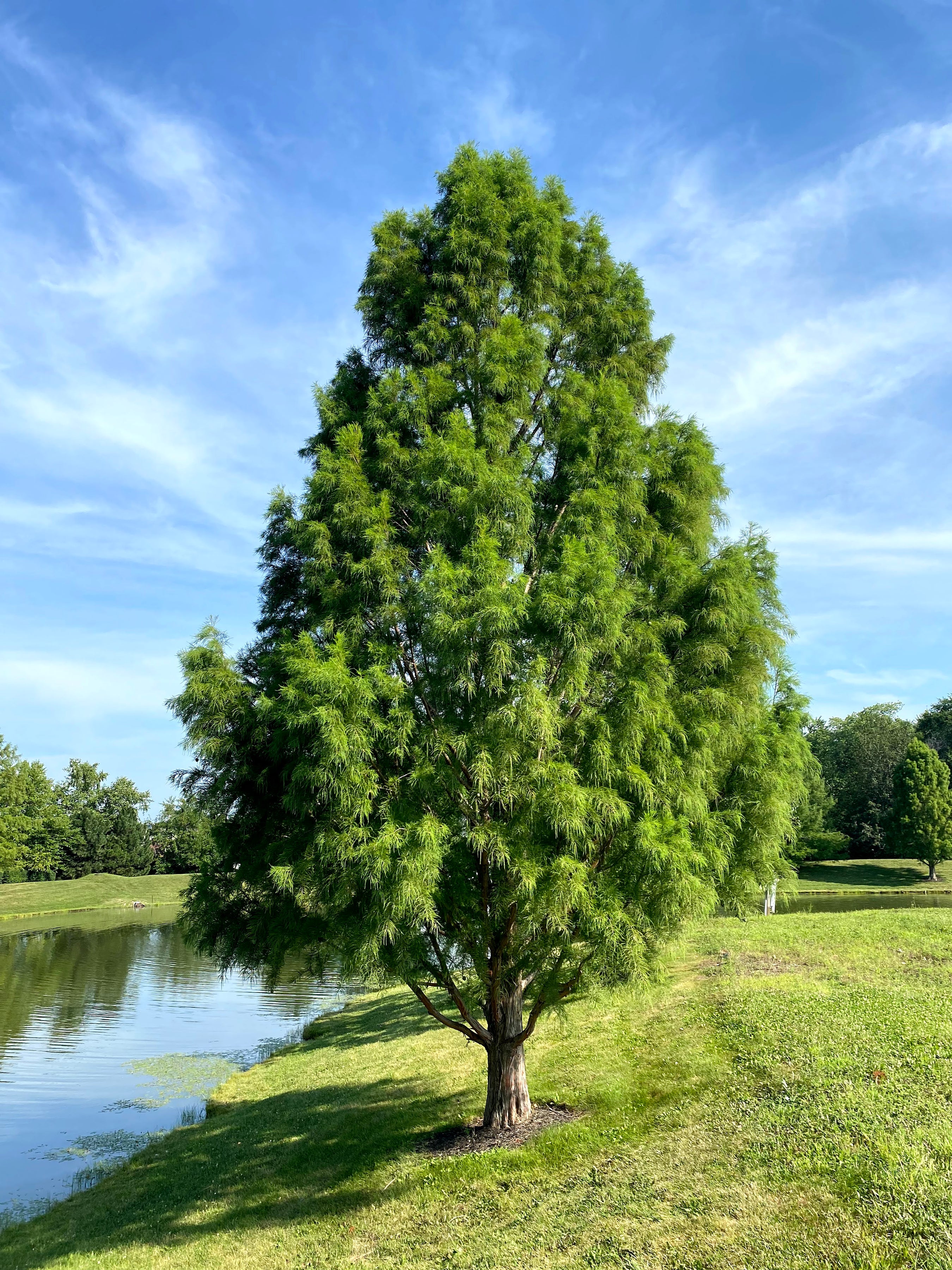Tree Planting | Trees for Sale | Buy Direct from Farm with Delivery