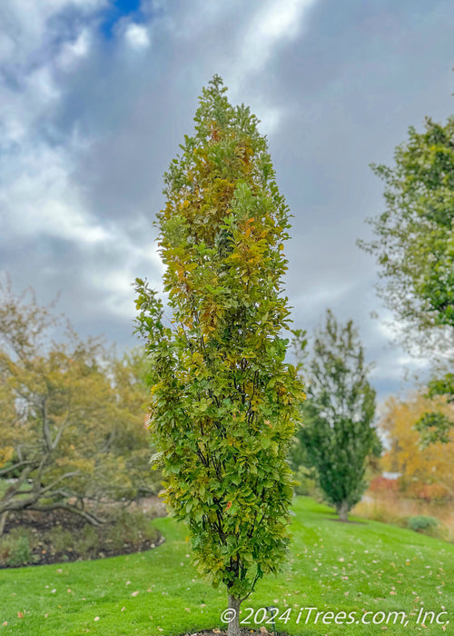 A Beacon Oak  in a garden area and shows transitioning fall color from bright green to a rich yellow.