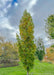 A Beacon Oak  in a garden area and shows transitioning fall color from bright green to a rich yellow.