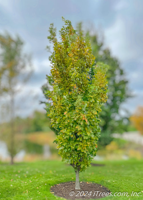 A Beacon Oak stands near a pond in a garden area, and shows transitioning fall color from bright green to a rich yellow.