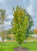 A Beacon Oak stands near a pond in a garden area, and shows transitioning fall color from bright green to a rich yellow.