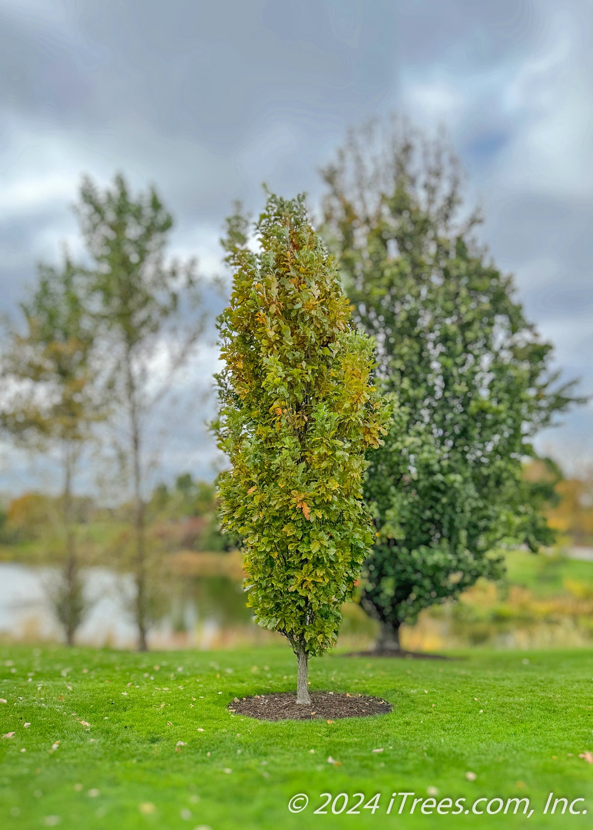 Quercus Bicolor Bonnie And Mike