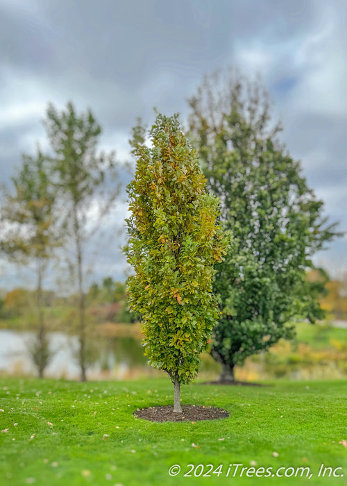 A Beacon Oak stands near a pond in a garden area, and shows transitioning fall color from bright green to a rich yellow.