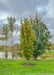 A Beacon Oak stands near a pond in a garden area, and shows transitioning fall color from bright green to a rich yellow.