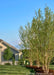 A row of Heritage Birch planted in the side yard of a home for privacy and screening.