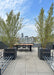 Two Heritage Birch planted on a Chicago rooftop in containers.