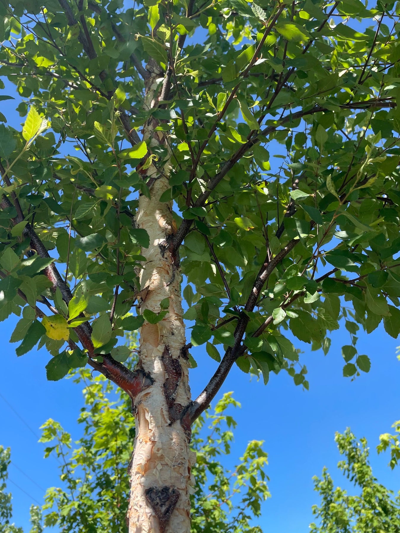 Closeup of the underside of a young single-trunk River Birch tree showing its green canopy against a bright blue sky.