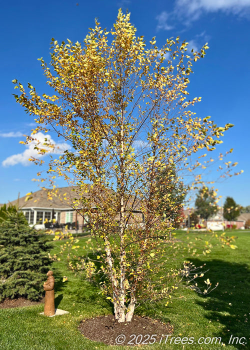 A Heritage River Birch tree grows in a backyard alongside a spruce tree, providing privacy from a neighboring house seen in the background. The tree is seen with yellow-gold fall color which contrast against a bright blue sky, and its creamy white peeling bark.
