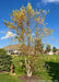 A Heritage River Birch tree grows in a backyard alongside a spruce tree, providing privacy from a neighboring house seen in the background. The tree is seen with yellow-gold fall color which contrast against a bright blue sky, and its creamy white peeling bark.