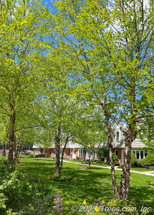 A row of mature Heritage River Birch with multiple trunks and green leaves grow alongside a townhome association fence line.