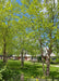 A row of mature Heritage River Birch with multiple trunks and green leaves grow alongside a townhome association fence line.