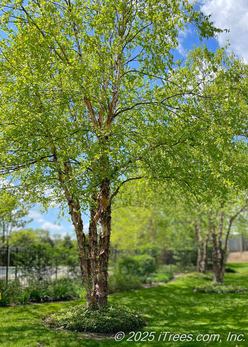 A row of mature Heritage River Birch with multiple trunks and green leaves grow alongside a townhome association fence line.