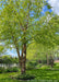 A row of mature Heritage River Birch with multiple trunks and green leaves grow alongside a townhome association fence line.