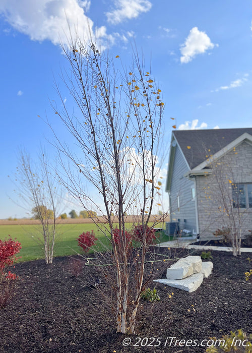 A grouping of three Heritage Birch grow in a front landscape bed in October. The trees are bare branched, with the house and bright blue cloudy sky in the background.