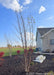 A grouping of three Heritage Birch grow in a front landscape bed in October. The trees are bare branched, with the house and bright blue cloudy sky in the background.