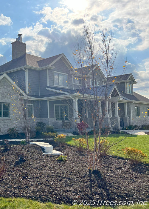 A grouping of Heritage Birch grow in a front landscape bed in October. The trees are bare branched, with the house and bright blue cloudy sky in the background.
