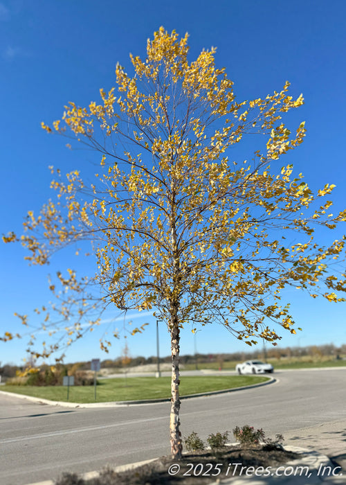 A young single-trunk River Birch with bright, yellow-gold fall color, and interesting dark brown to light tan peeling bark grows in a parking lot island.
