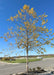 A young single-trunk River Birch with bright, yellow-gold fall color, and interesting dark brown to light tan peeling bark grows in a parking lot island.