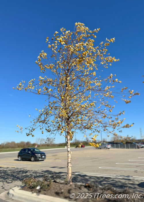 A young single-trunk River Birch with bright, yellow-gold fall color, and interesting dark brown to light tan peeling bark grows in a parking lot island.