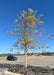 A young single-trunk River Birch with bright, yellow-gold fall color, and interesting dark brown to light tan peeling bark grows in a parking lot island.