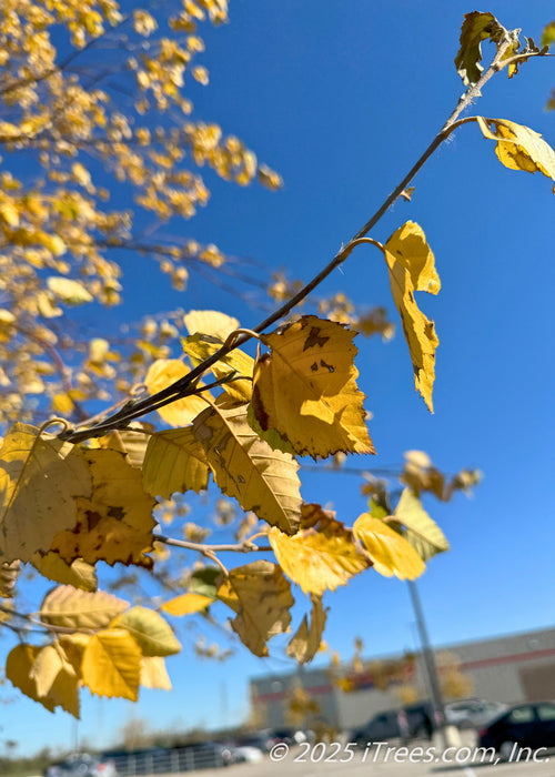 Closeup of bright, yellow-gold leaves with serrated edges.