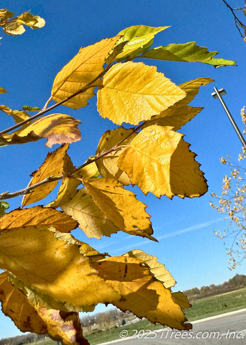 Closeup of bright, yellow-gold leaves with serrated edges.