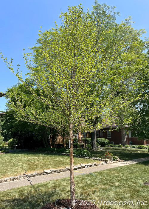 A young River Birch freshly planted in early spring on a residential parkway with a two-story home in the background.