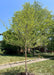 A young River Birch freshly planted in early spring on a residential parkway with a two-story home in the background.